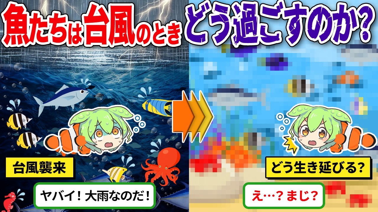 台風が来た時、魚たちはどう過ごしているのか？