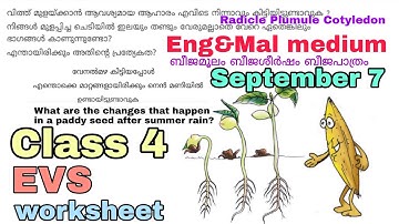 Class 4 EVS worksheet September 7 English and Malayalam medium