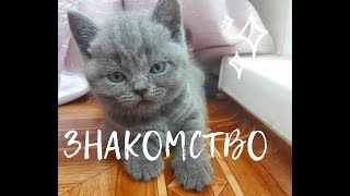 Знакомство с Герой и Мишей. Новый дом. Уже описала шторы. Знакомство с Герой и Мишей. Новый дом. Уже описала шторы.