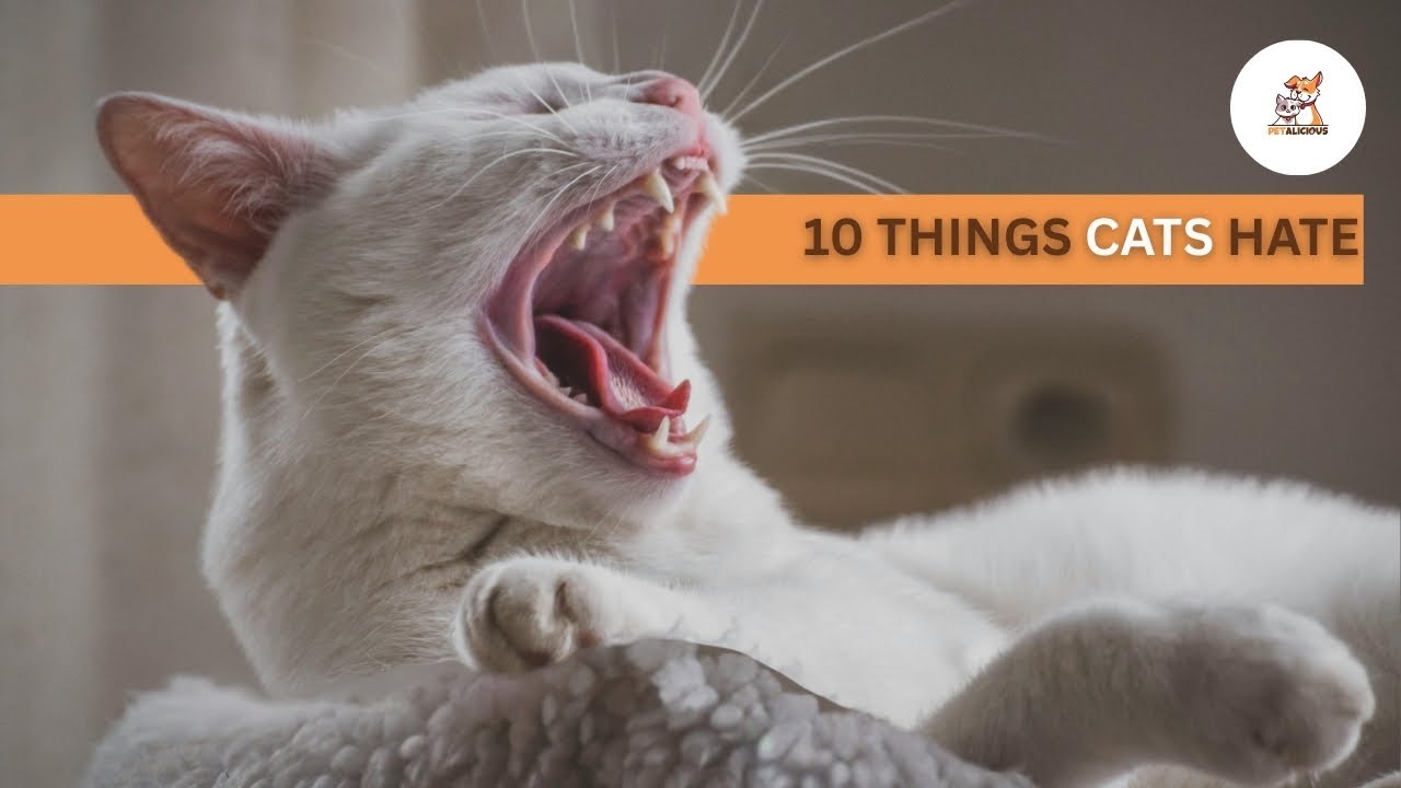 10 Things Cats Hate | Avoid These to Keep Your Feline Friend Happy