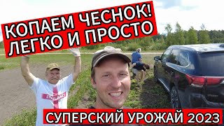 СУПЕРСКИЙ УРОЖАЙ 2023. КОПАЕМ ЧЕСНОК! ЛЕГКО И ПРОСТО