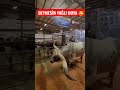 BOYNUZLARA DİYECEK BİR ŞEY YOK Inek Boğa Düve Hayvancılık Ilginç Animal