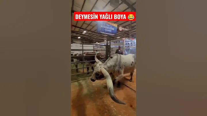 BOYNUZLARA DİYECEK BİR ŞEY YOK #inek #boğa #düve #hayvancılık #ilginç #animal