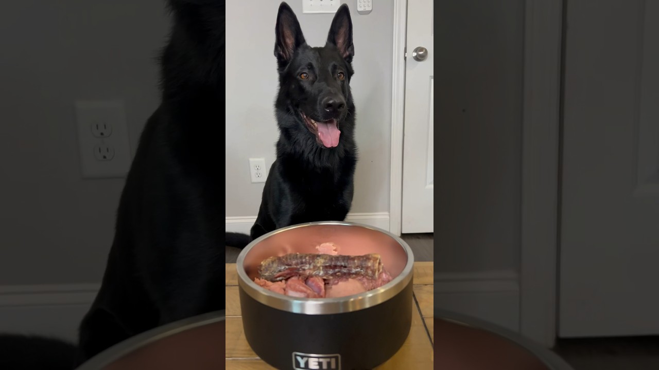 What do you feed your dogs? YouTube