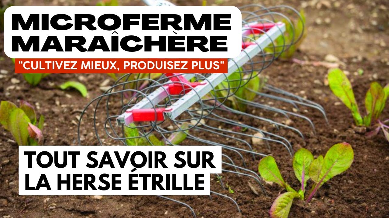 Micro-ferme maraîchère : C'est quoi la herse étrille ?