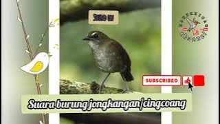 suara jongkangan/cingcoang 1 jam