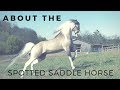 About the spotted saddle horse  gaited horse breeds  discoverthehorse