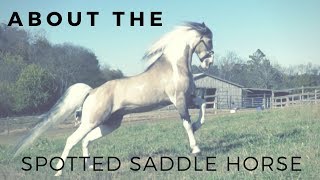 About the Spotted Saddle Horse Gaited Horse Breeds DiscoverTheHorse