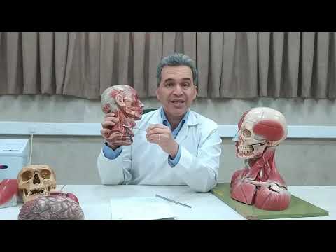 Persian Anatomy, Head & Neck آناتومی سر و گردن Cervical triangles Fasciae Superficial nerves & veins