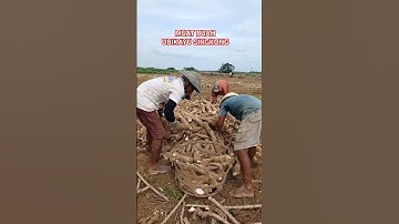 CARA MUAT UBIKAYU SINGKONG #tani #pertanian #singkong #ubi #petani #cassava #ubikayu #ladang #panen
