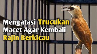 Cara Merawat Trucukan Macet Bunyi