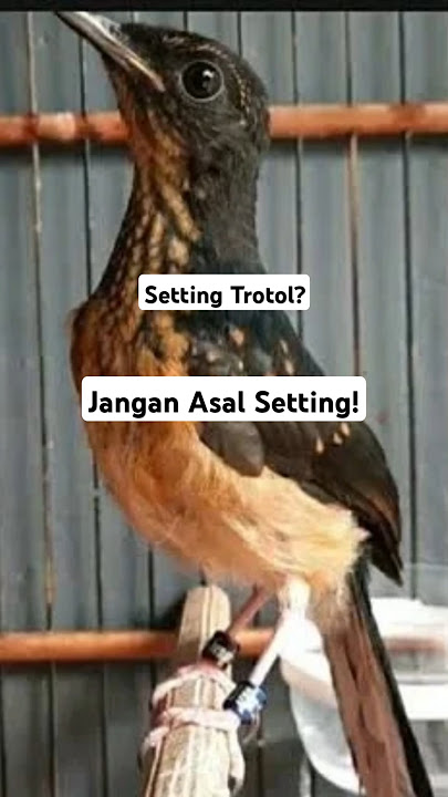Tips Perawatan Harian Trotol Murai