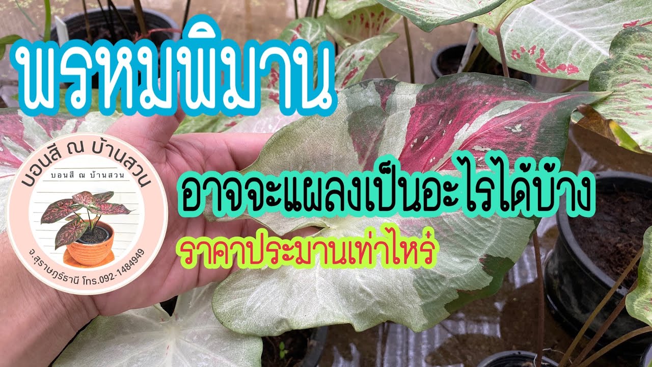 ณ บ้านสวน EP.78 | บอนสี พรหมพิมาน | การแผลงที่อาจจะเกิดขึ้นได้กับบอนสีตัวนี้ | 19 ธันวาคม ค.ศ. 2021