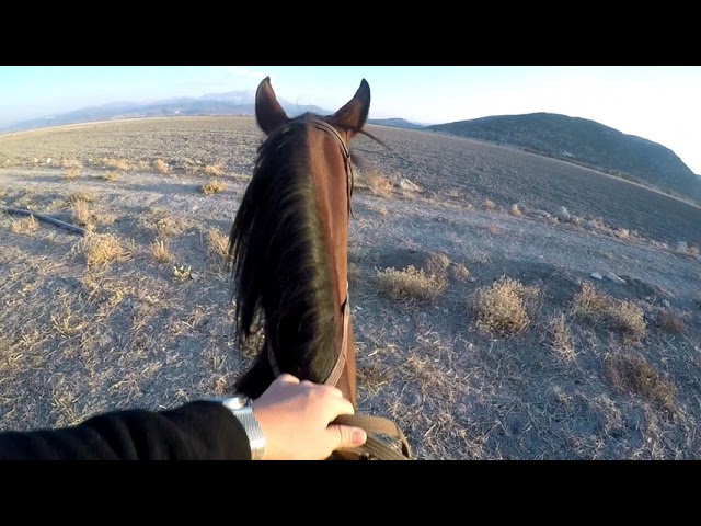 ⁣İlk defa ata binecekler~ Ata nasıl binilir? First Time Ride a horse.