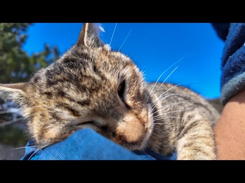 防波堤にいた猫をナデナデすると飛びかかってきた