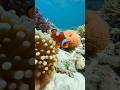 Can 4K OCEAN VIDEOS REALLY Help You Relax?  #beach #nemo #aquarium #travel #ocean #clownfish #coral