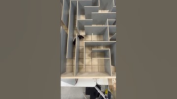 Fastest Maze Entry | Maze #2 | Splinter | Psych 361 (Rat Lab)