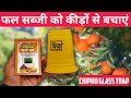 फल सब्जी को कीड़े मधुमक्खी से बचाने का आसान तरीका// CHIPKU GLASS TRAP #farmer #fruit #vigitable