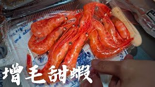 雪地自駕到增毛港 北海道甜蝦的故鄉。這甜蝦現撈的不是冷凍。