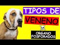 Tipos de Veneno y su Antídoto en PERROS Y GATOS: ORGANOFOSFORADOS