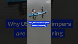In the US, #domestic #shrimp prices have dropped. Here's why US #Gulf shrimpers are disappearing.