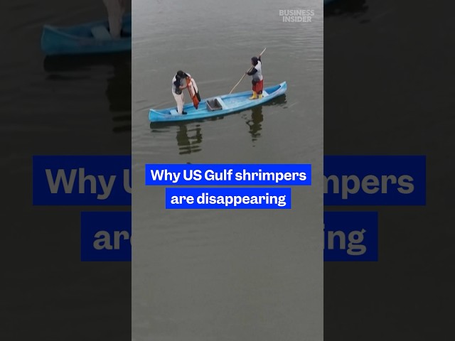 In the US, #domestic #shrimp prices have dropped. Here's why US #Gulf shrimpers are disappearing.