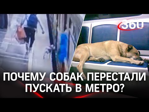 Собак не пускают в метро Москвы после гибели одной на рельсах. На самом деле пускают, расскажем как