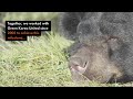 South Korea's historic move for bears!