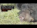 South Korea's historic move for bears!