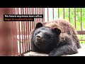 South Korea's historic move for bears!