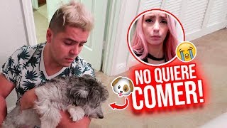 MI PERRITO CACHITO ENFERMO OTRA VEZ? ¡No quiere comer!   | 04 y 05 Ago 2018