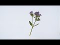 日本石竹 | Dianthus japonicus | ハマナデシコ |  asmr