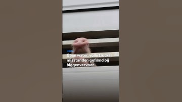 Misstanden bij biggentransport