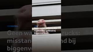 Thumbnail for Misstanden bij biggentransport