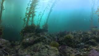 Oceana/Blancpain Expedition 2024 - Southeast Reef, Santa Barbara Island 360 Camera