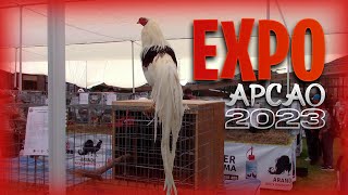 EXPO de GALLOS ORNAMENTALES de APCAO en LIMA - PERU 2023 | Orla Tenorio 🐓 🐣