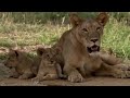 Lions: Cute Cubs to Apex Predators | BBC Earth
