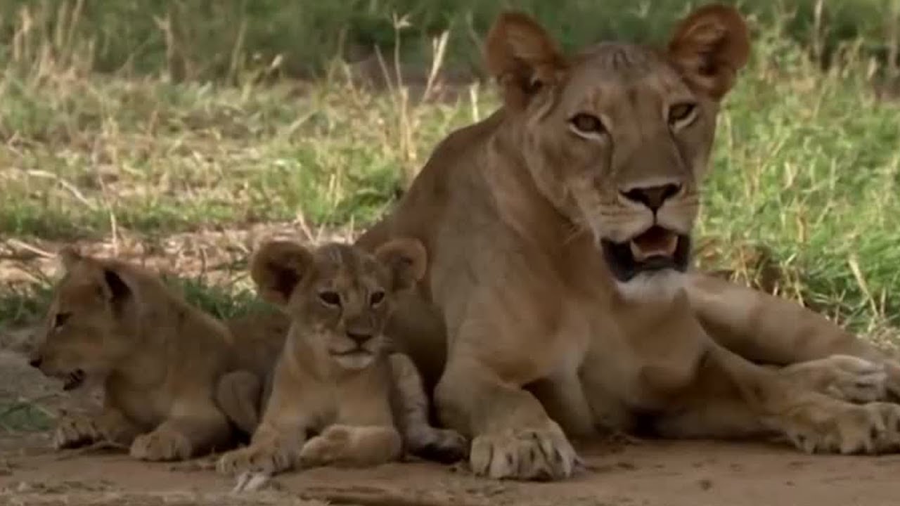 Lions: From Cute Cubs to Apex Predators | BBC Earth