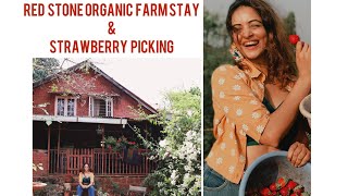 Red Stone Organic farm Stay | Panchgani -Mahabaleshwar Road| Strawberry Picking| Best places to stay