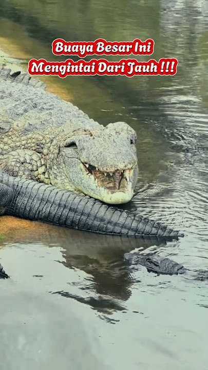 Buaya Besar Mengincar !!! Yang Mandi Sungai Pada Mencar !!!