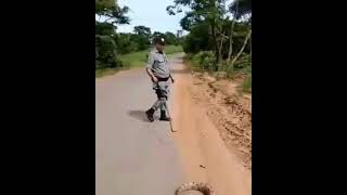  Engraado  Veja Como Pegar Uma Cobra   Vamos Rir  shorts  memes