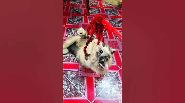 Video 10993341: persian cat meowing cute, persian cat cutecat