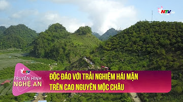 Độc đáo với trải nghiệm hái mận trên cao nguyên Mộc Châu