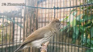 pancingan suara burung siri siri gacor lansung respon