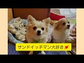サンドイッチマン大好き💕ひゃくつぶお　登場！！