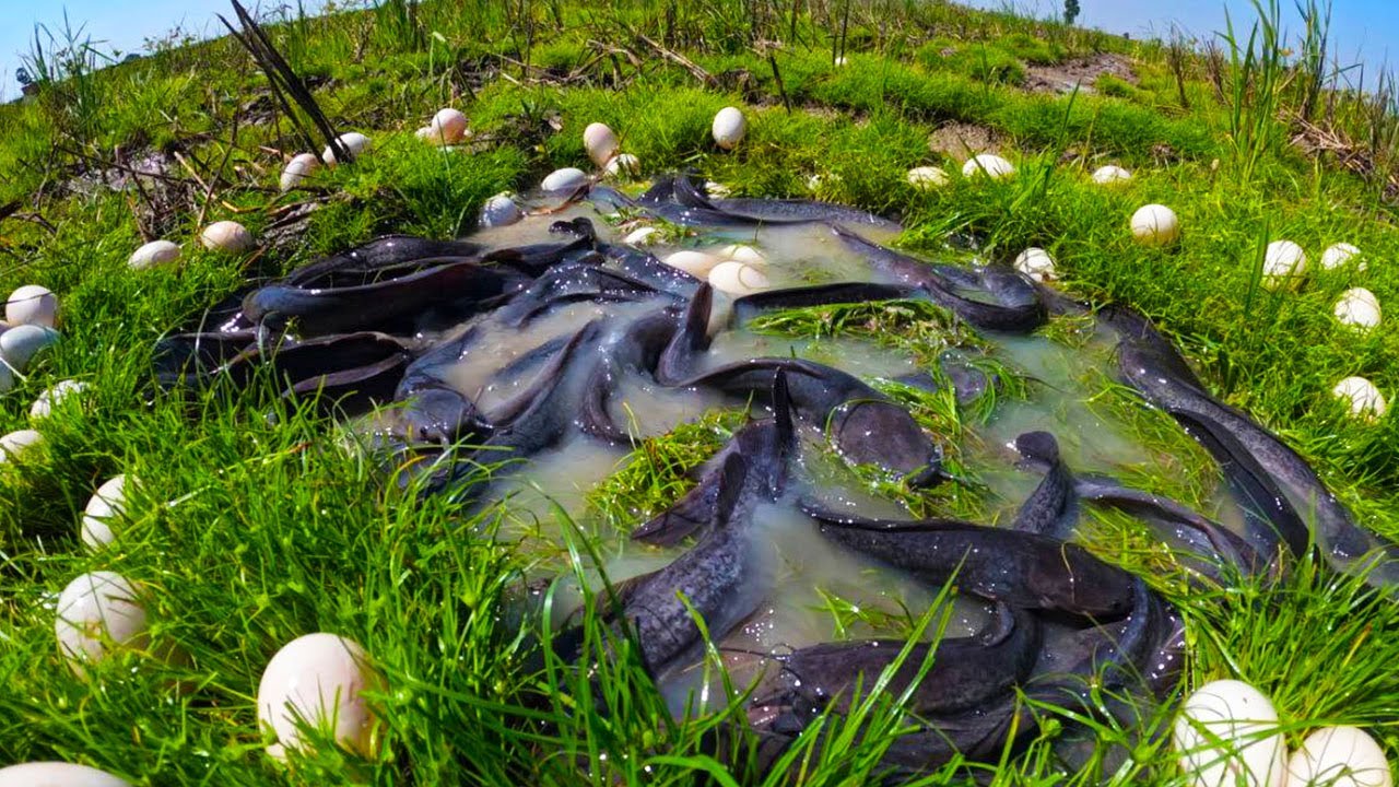 TOP Video Fishing - catching fish and pick eggs at field by best hand fisherman skill