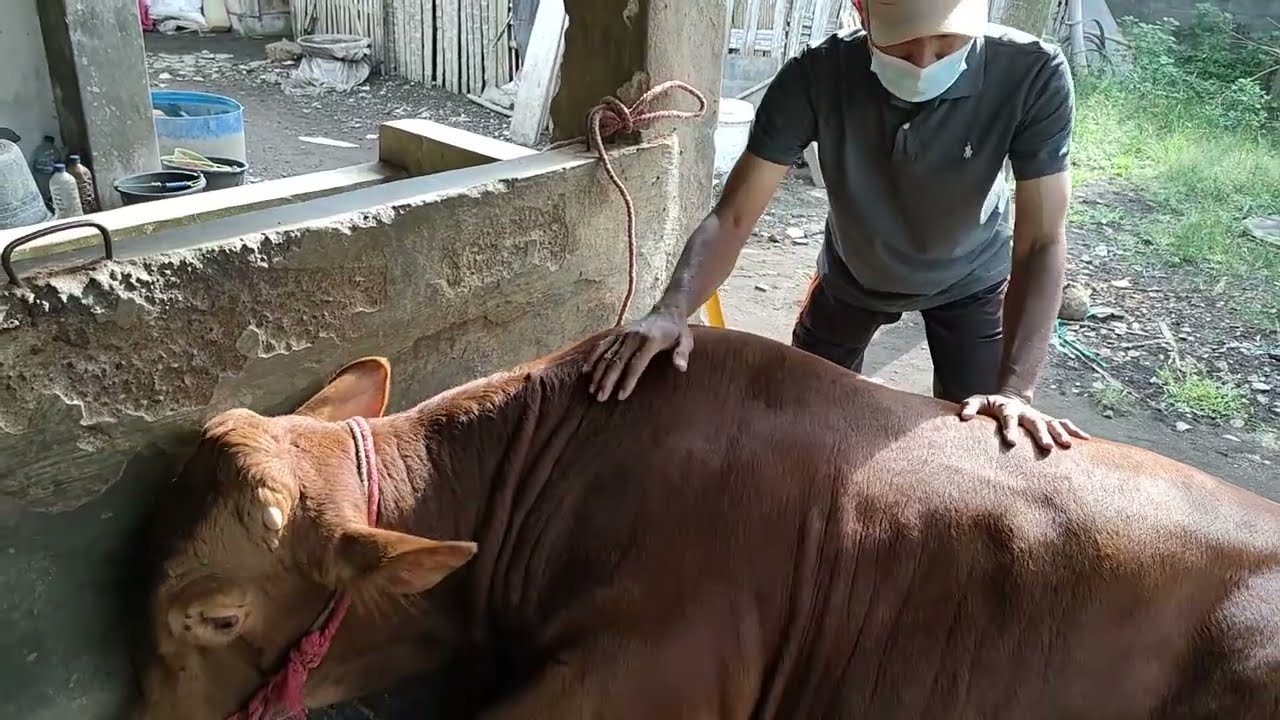 Penanganan Demam Tiga Hari / BEF (Bovine Ephemeral Fever) pada Sapi