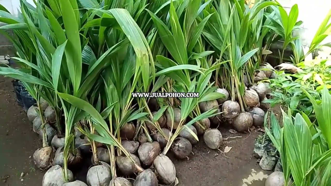 Bibit Kelapa Hibrida Tahan Cuaca dan Mudah Dirawat