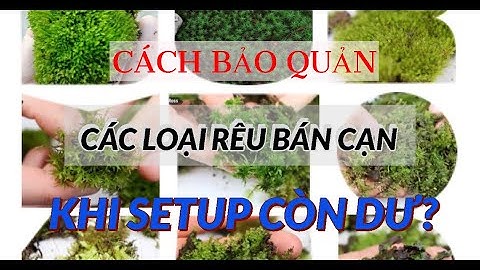 HƯỚNG DẪN LÀM TERRARIUM - CÁCH BẢO QUẢN RÊU BÁN CẠN || PAT TAN YOUTUBE