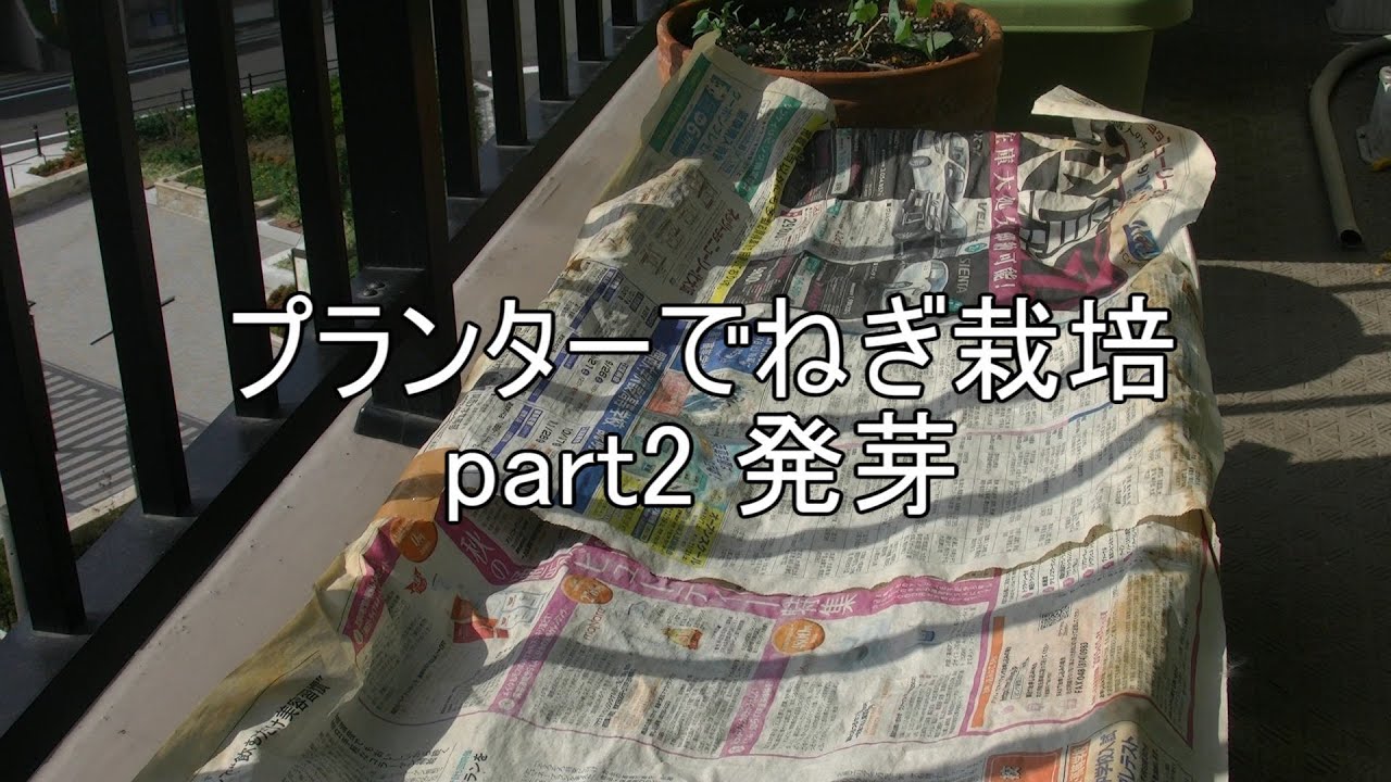 15年 ネギを種から育てる Part２ 発芽 初心者の家庭菜園 プランター栽培 マンション Youtube